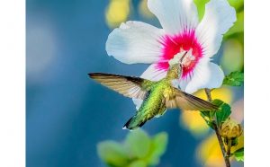 Evie Chang Henderson: Hummer & Rose of Sharon