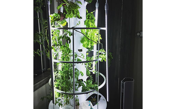 Hydroponic Gardening With The Wise Women Live And Local New Bern