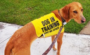 pets training