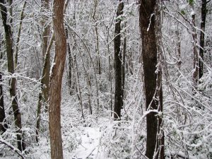 Winter Scene by Elena Treschan